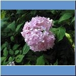 Blumen (1)