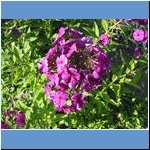 Blumen (1)