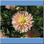Blumen (2)