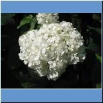 Blumen (1)