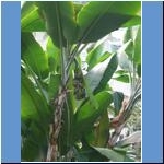 Palmengarten Frankfurt