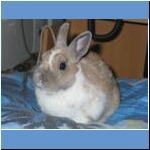 Hasi, † 05.05.2011