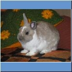 Hasi, † 05.05.2011