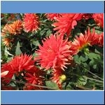 Blumen (2)