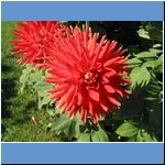 Blumen (2)