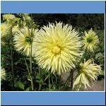 Blumen (2)