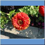 Blumen (1)
