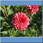 Blumen (2)