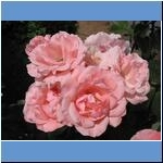 Blumen (1)