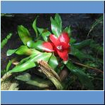 Blumen (2)